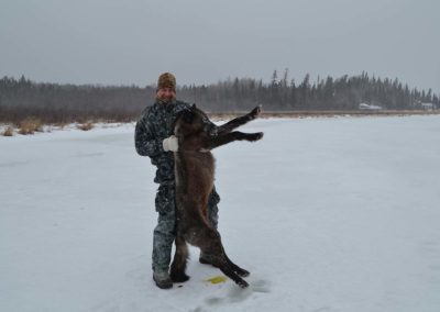 Wolf Hunt Hunting Perrault Falls Northwestern Ontario